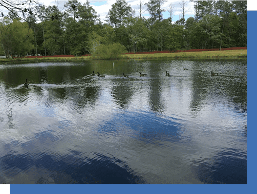 A lake with ducks swimming in it and trees